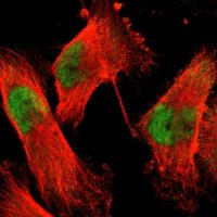 Anti-ACIN1 antibody produced in rabbit 