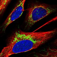 Anti-ACOT1 antibody produced in rabbit 
