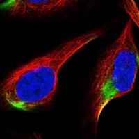 Anti-ADAMTS3 antibody produced in rabbit 