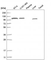 Anti-ADAMTS9 antibody produced in rabbit 