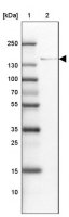 Anti-ADAMTSL1 antibody produced in rabbit 