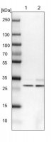 Anti-AKTIP antibody produced in rabbit 
