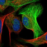 Anti-ALG2 antibody produced in rabbit HPA041601-100UL