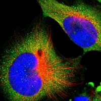 Anti-ALG5 antibody produced in rabbit HPA007989-100UL