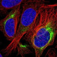 Anti-ALS2 antibody produced in rabbit 