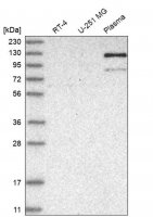 Anti-AMPD2 antibody produced in rabbit HPA027137-100UL