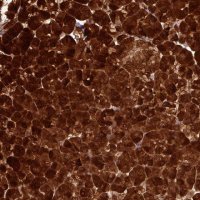 Anti-AMY1A antibody produced in rabbit 