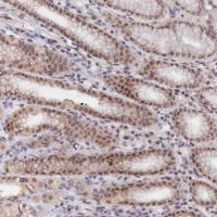 Anti-ANAPC4 antibody produced in rabbit 