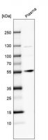 Anti-ANGPT1 antibody produced in rabbit 