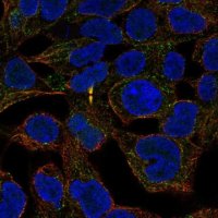Anti-ANKRD54 antibody produced in rabbit 
