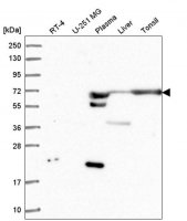 Anti-ANKRD55 antibody produced in rabbit 