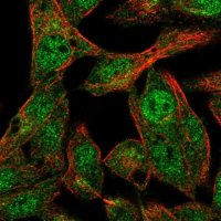 Anti-ANKS4B antibody produced in rabbit 