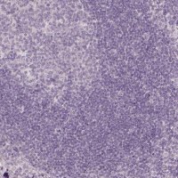 Anti-ANO2 antibody produced in rabbit 