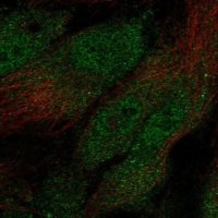 Anti-ANXA2R antibody produced in rabbit 