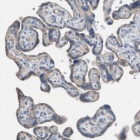 Anti-AOAH antibody produced in rabbit 