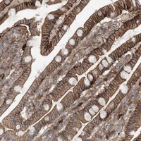 Anti-AOC1 antibody produced in rabbit 