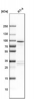 Anti-AP1G2 antibody produced in rabbit 