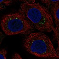 Anti-AP1S3 antibody produced in rabbit 