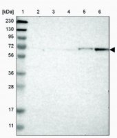 Anti-APCDD1 antibody produced in rabbit HPA014468-100UL