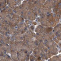 Anti-APEH antibody produced in rabbit 