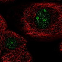 Anti-ARID5A antibody produced in rabbit 