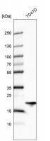 Anti-ARL1 antibody produced in rabbit 