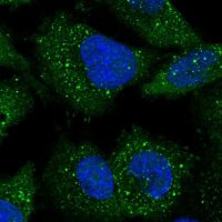 Anti-ARL14EP antibody produced in rabbit 