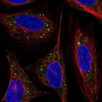 Anti-ARL4D antibody produced in rabbit 