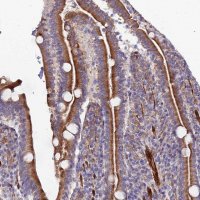 Anti-ARL6IP1 antibody produced in rabbit 