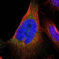 Anti-ARL6IP5 antibody produced in rabbit 
