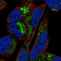 Anti-ARMCX1 antibody produced in rabbit 