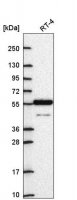 Anti-ARNTL2 antibody produced in rabbit 
