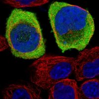 Anti-ASTN2 antibody produced in rabbit 