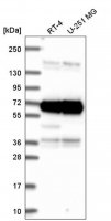 Anti-ATAD3A antibody produced in rabbit 