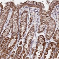 Anti-ATAD3B antibody produced in rabbit 