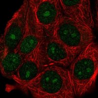Anti-ATG10 antibody produced in rabbit 