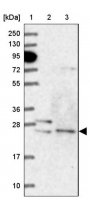Anti-ATG101 antibody produced in rabbit 