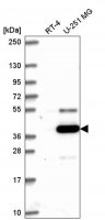 Anti-ATG4A antibody produced in rabbit 
