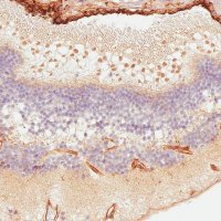 Anti-ATOH7 antibody produced in rabbit 