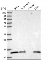 Anti-ATP6V1G1 antibody produced in rabbit 