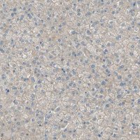 Anti-ATRN antibody produced in rabbit 