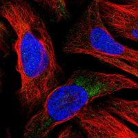 Anti-ATRNL1 antibody produced in rabbit 