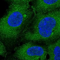 Anti-ATXN10 antibody produced in rabbit 