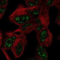 Anti-ATXN7L3 antibody produced in rabbit 