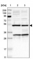 Anti-AVEN antibody produced in rabbit 