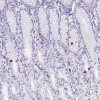 Anti-AVIL antibody produced in rabbit 