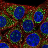 Anti-B3GNT4 antibody produced in rabbit 