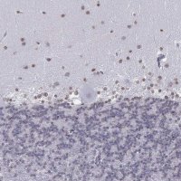 Anti-BARHL1 antibody produced in rabbit 