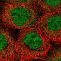Anti-BBX antibody produced in rabbit 
