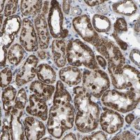 Anti-BCL10 antibody produced in rabbit 